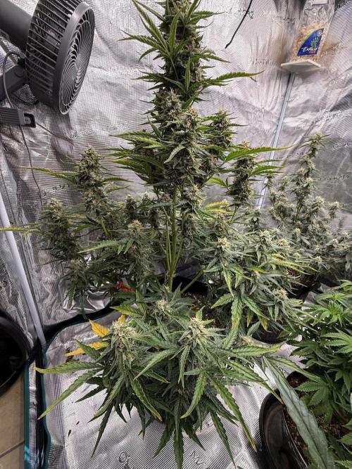 Bear Candy. Week 9