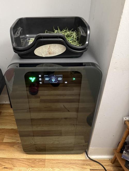 Bear Candy. Week 10