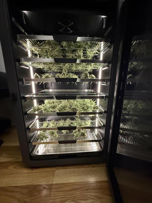 Bear Candy. Week 10