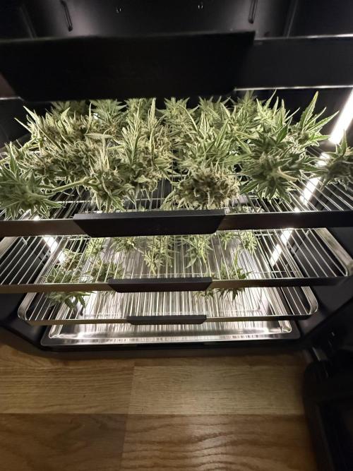 Bear Candy. Week 10
