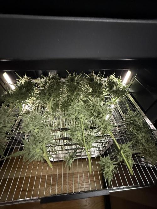 Bear Candy. Week 10