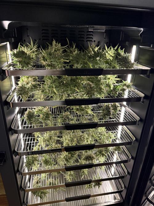 Bear Candy. Week 10