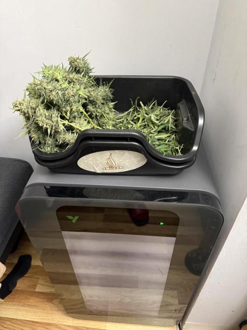 Bear Candy. Week 10