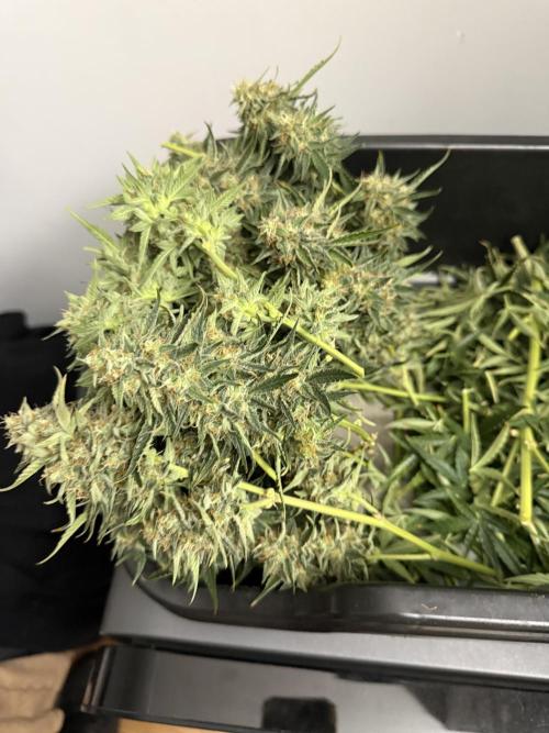 Bear Candy. Week 10