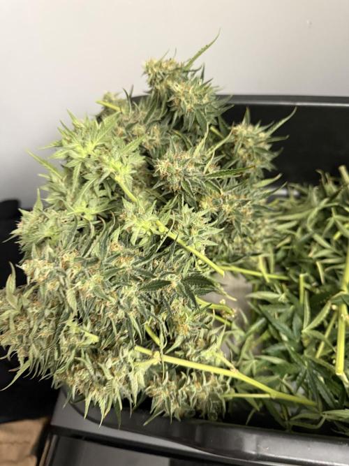 Bear Candy. Week 10