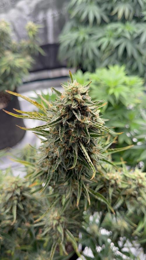 Bear Candy. Week 10