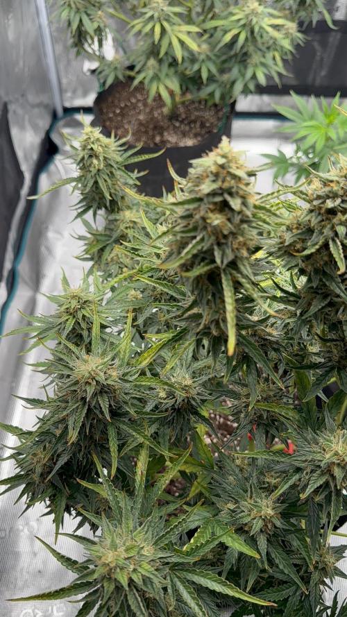 Bear Candy. Week 10