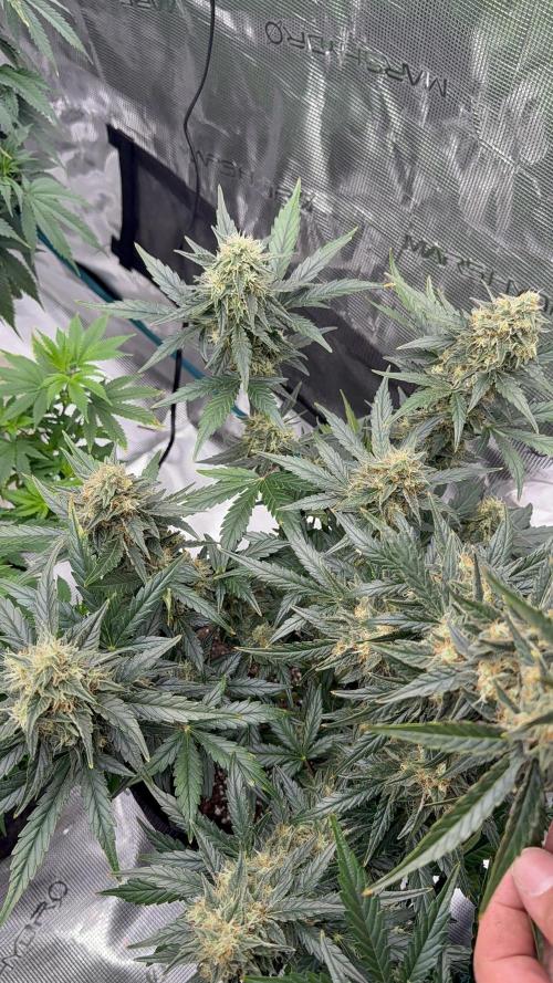 Bear Candy. Week 10
