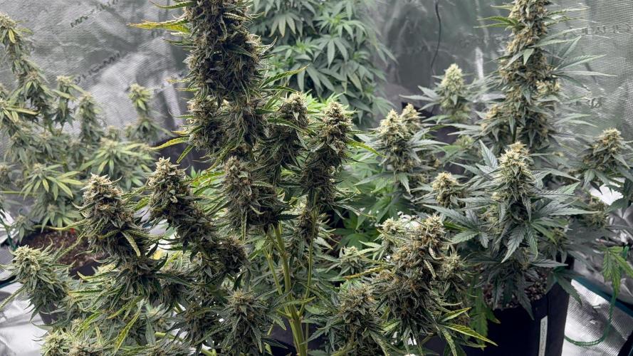 Bear Candy. Week 10