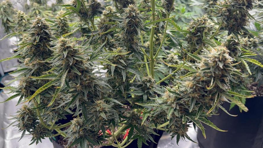 Bear Candy. Week 10