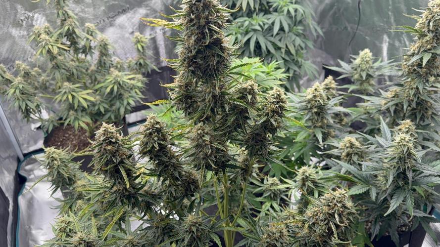 Bear Candy. Week 10