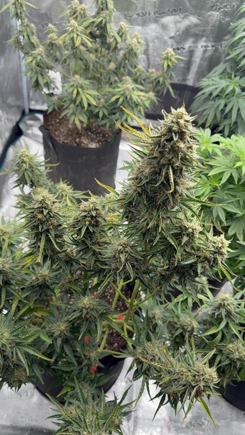 Bear Candy. Week 10