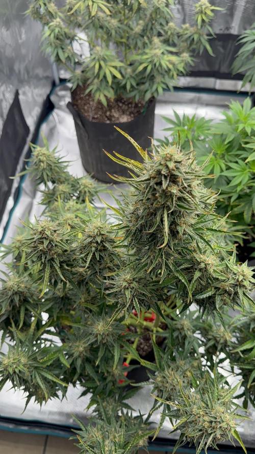 Bear Candy. Week 10
