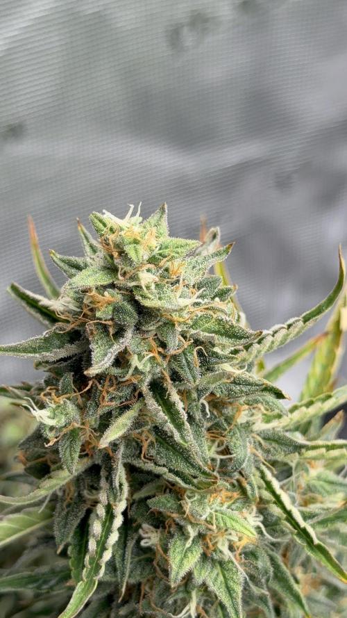 Bear Candy. Week 10