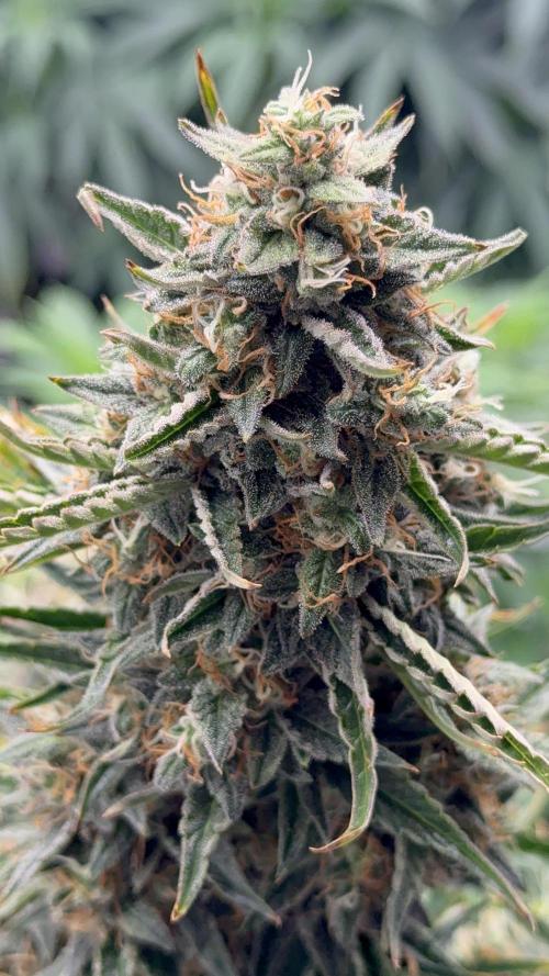 Bear Candy. Week 10