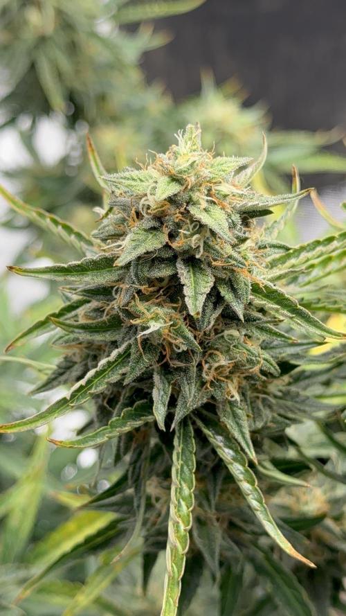 Bear Candy. Week 10