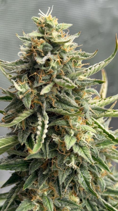 Bear Candy. Week 10