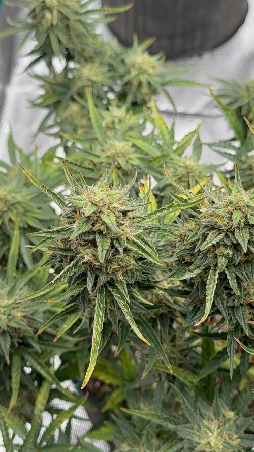 Bear Candy. Week 10