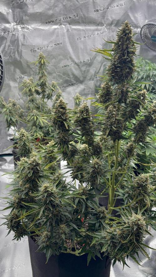 Bear Candy. Week 10
