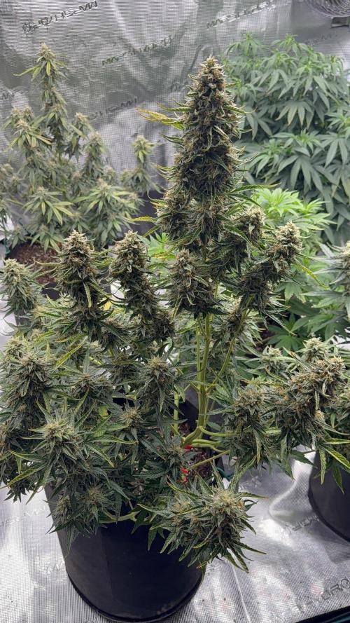 Bear Candy. Week 10