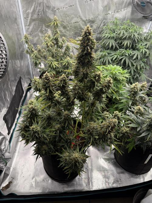 Bear Candy. Week 10