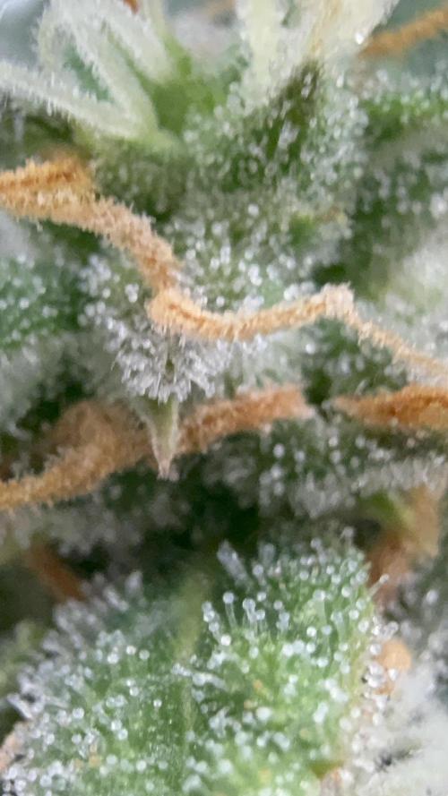 Bear Candy. Week 10