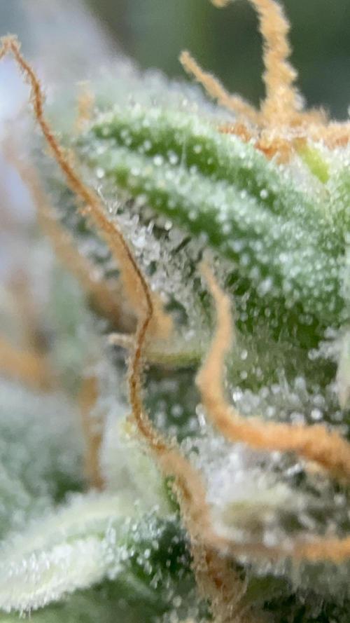 Bear Candy. Week 10