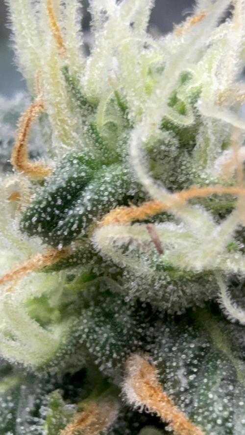 Bear Candy. Week 10