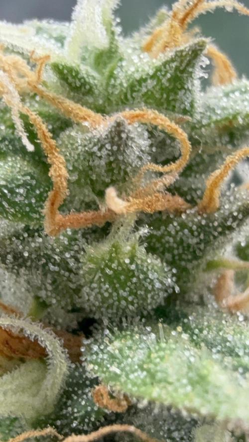 Bear Candy. Week 10