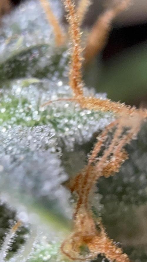 Auto Run. Week 8