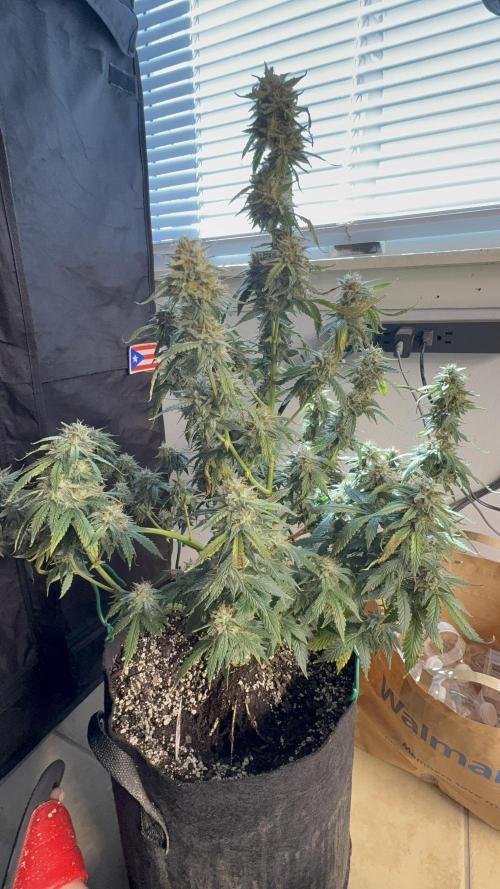Auto Run. Week 8