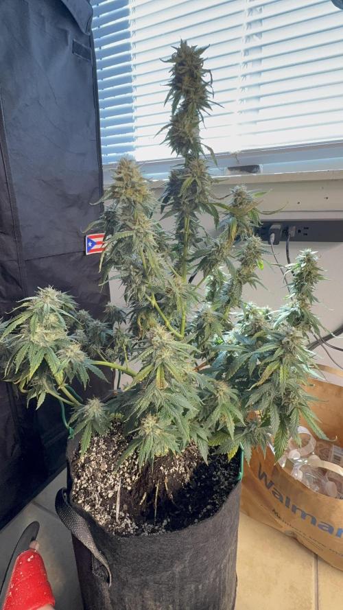 Auto Run. Week 8