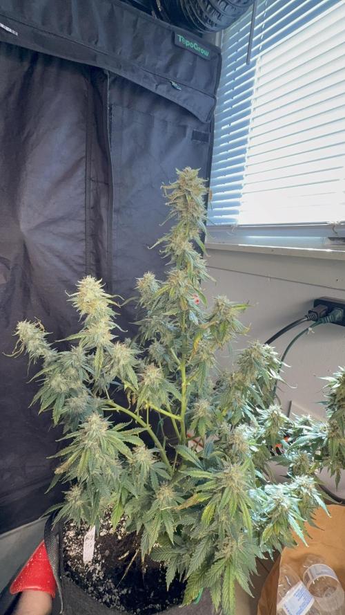 Auto Run. Week 8