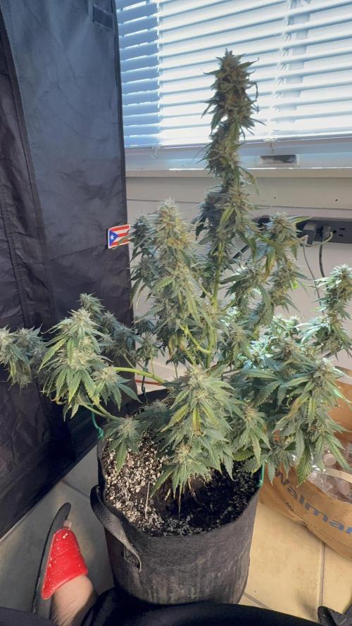 London Cream Cake Auto. Week 8