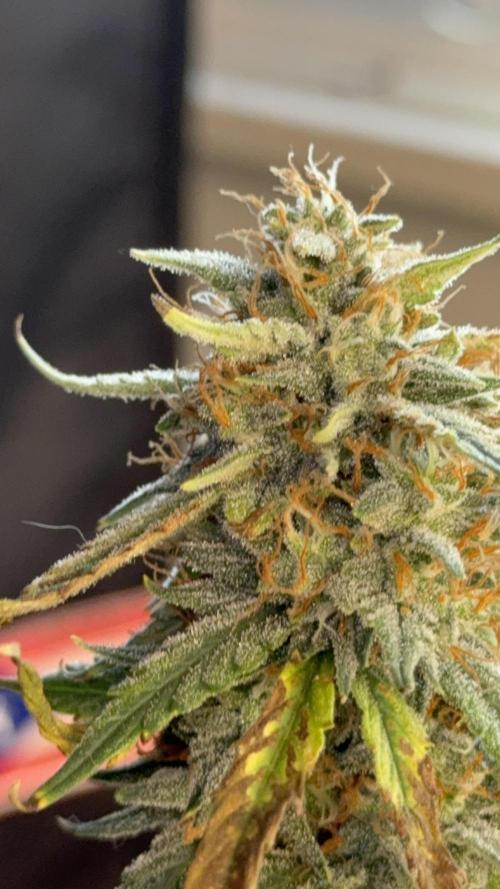 Auto Run. Week 9