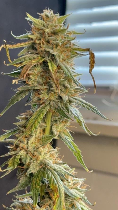 Auto Run. Week 9