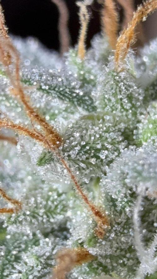 Auto Run. Week 9