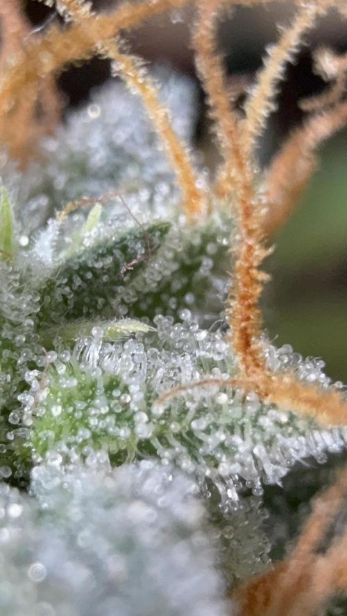 Auto Run. Week 9