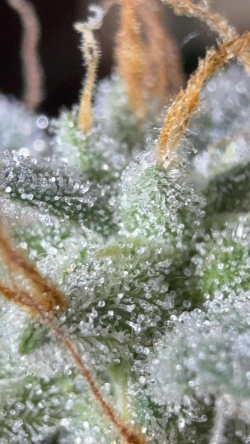 Auto Run. Week 9