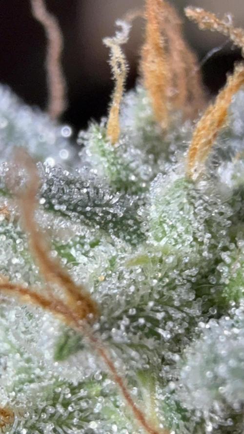 Auto Run. Week 9