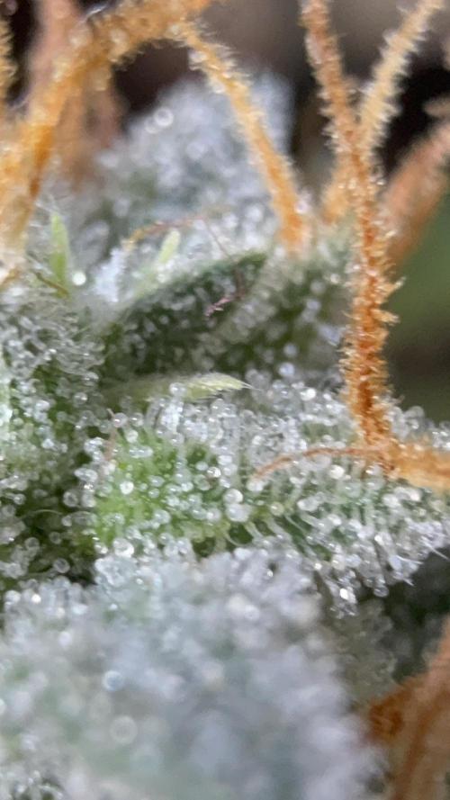 Auto Run. Week 9