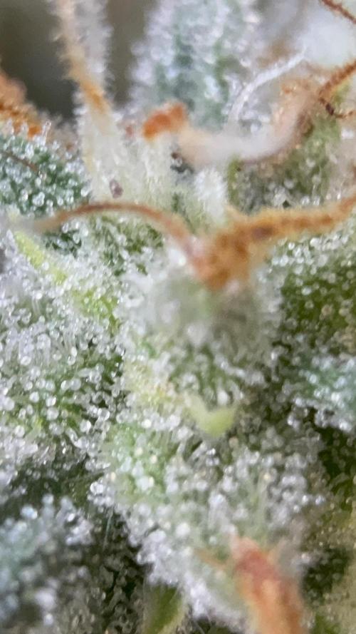 Auto Run. Week 9