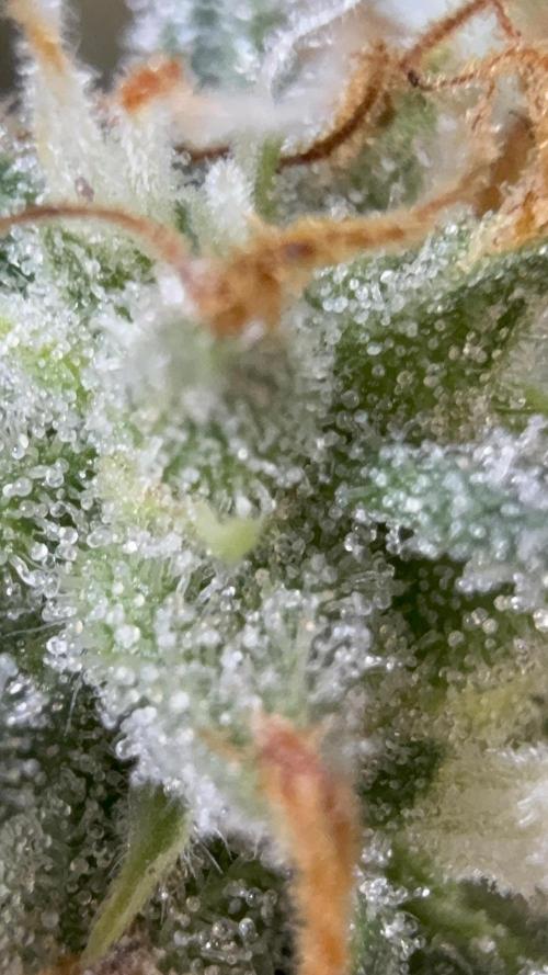 Auto Run. Week 9