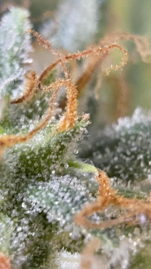 London Cream Cake Auto. Week 9