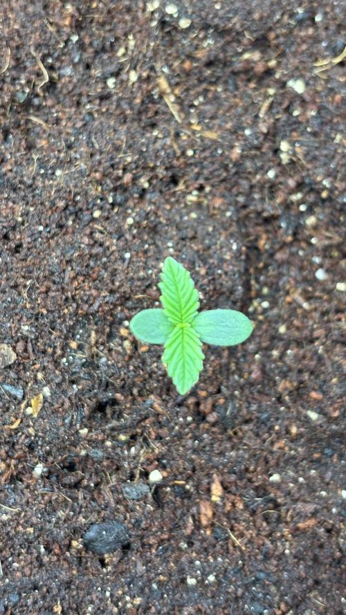 Sour Jealousy Auto. Week 0 - SJ Day 3 