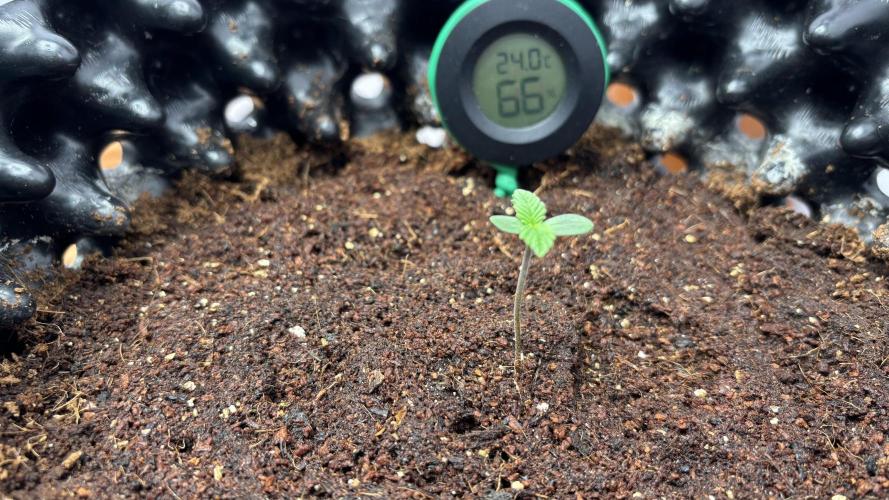 Sour Jealousy Auto. Week 0 - SJ Day 3