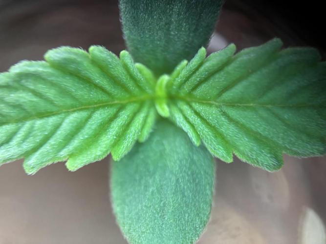 Sour Jealousy Auto. Week 0 - SJ Day 3