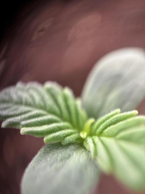 Sour Jealousy Auto. Week 0 - SJ Day 3