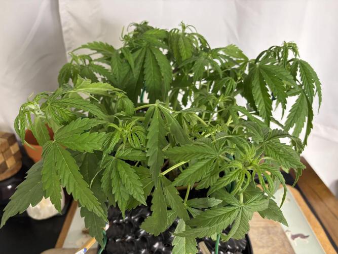 Banana Purple Punch. Week 3