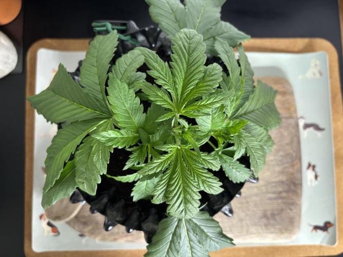 Banana Purple Punch. Week 3 - BPP Day 19